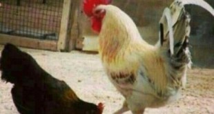 funny photo editor free online 2015 Persian jokes 2016