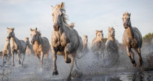 photography rocking Friesian horse breeds racing riding