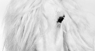 photography white black Types of horses tips 2015 2016
