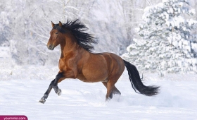 pictures Equestrian crazy war quarter horse 2015