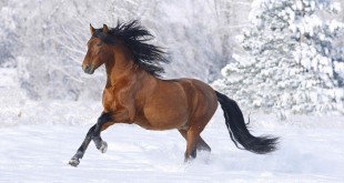 pictures Equestrian crazy war quarter horse 2015