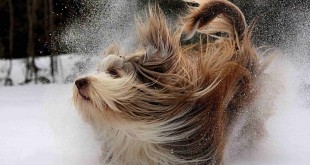 pictures dogs Yorkshire terrier 2015 puppies for sale