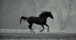 pictures of dream horses quotes breeding 2015