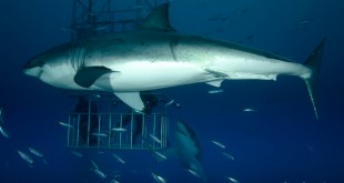 pictures of fish 2015 wallpaper type biggest shark