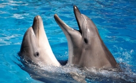 see fish photos 2015 wallpaper blue whales dolphin facts
