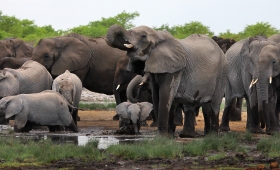 African elephant endangered 2016 Wildlife wallpaper