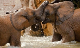 African elephant facts 2015 Wildlife wallpaper 2016