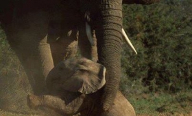 Asian elephant African facts 2015 Wildlife wallpaper