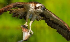 Bald eagles 2016 wallpaper Cooper’s hawk Arab falcon