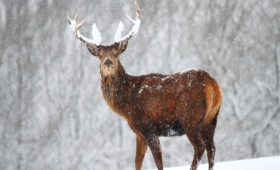 Big deer pictures facts 2015 wallpaper Wildlife Jungle