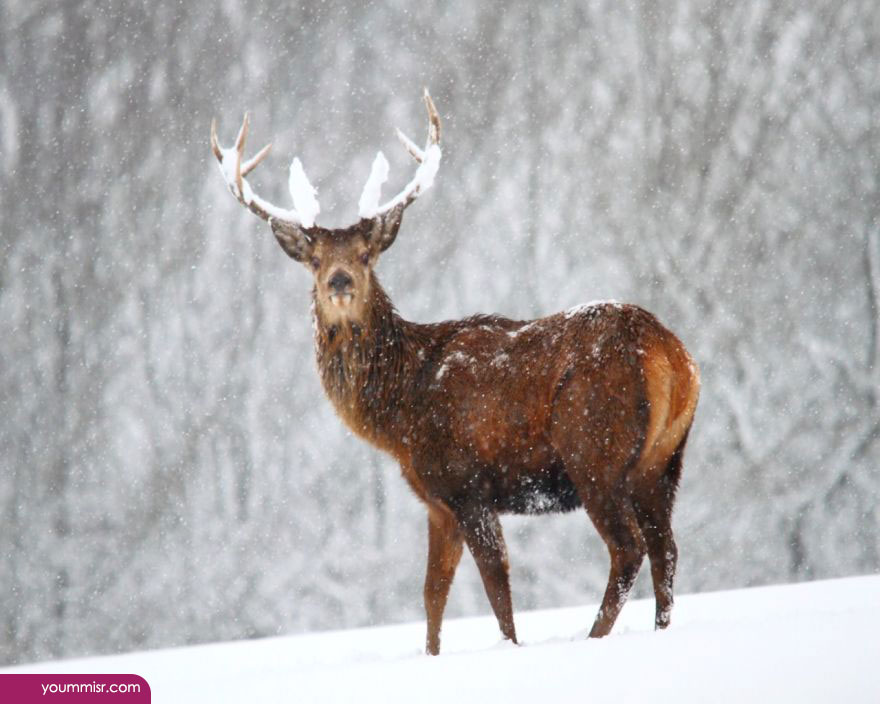 Big deer pictures facts 2015 wallpaper Wildlife Jungle