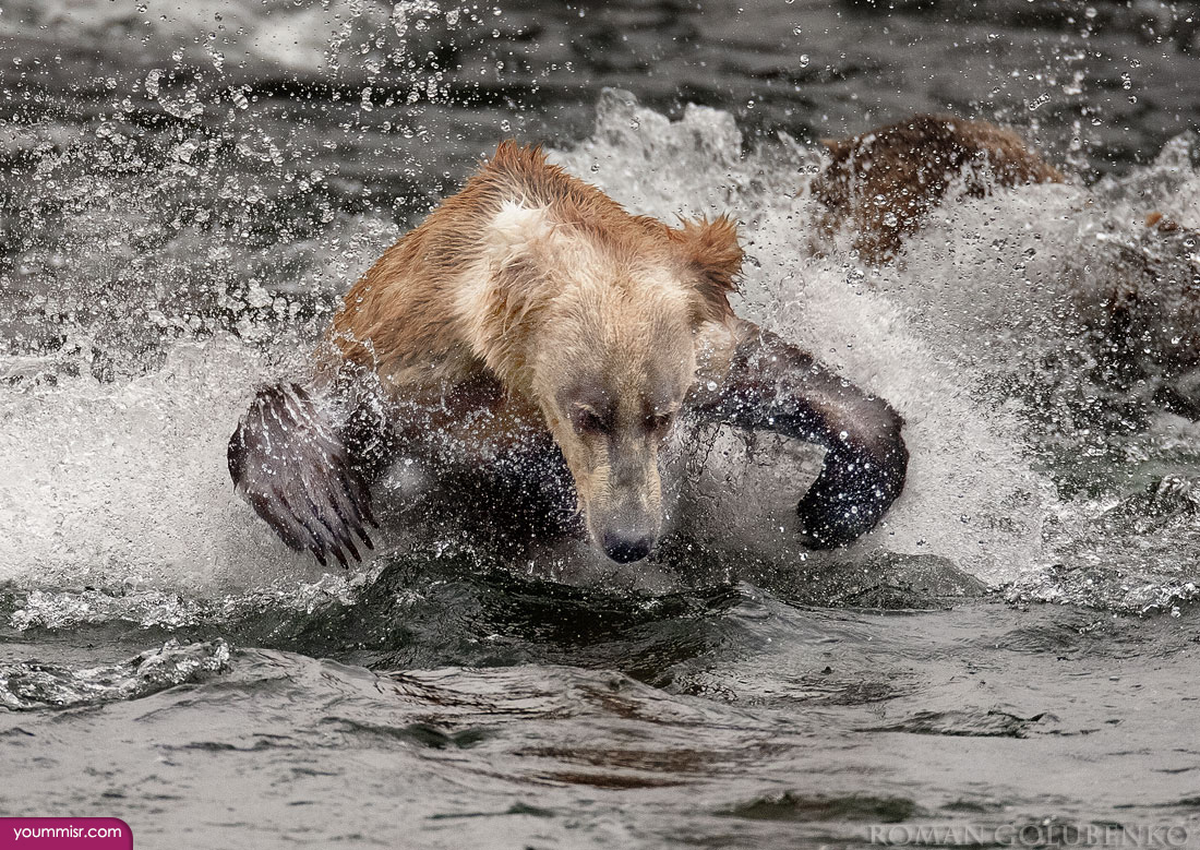 Black white red bears facts 2015 2016 Arctic animals