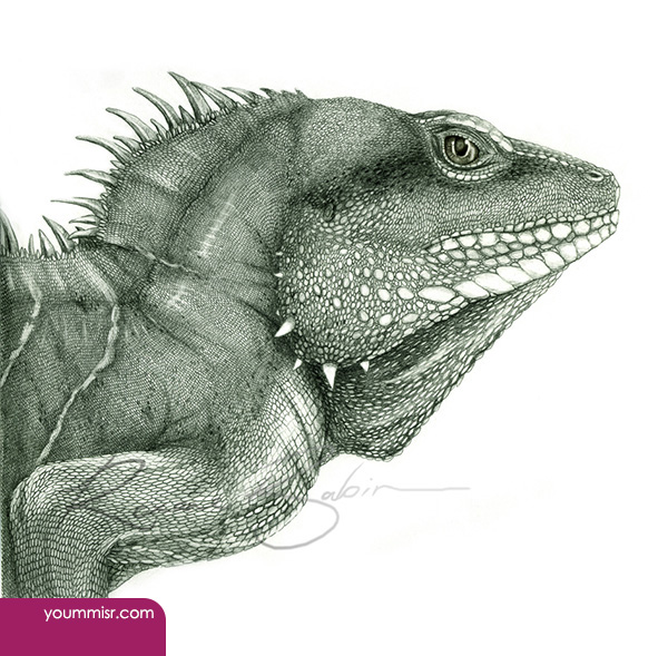 Blue iguana lizards dinosaur in Germany 2015