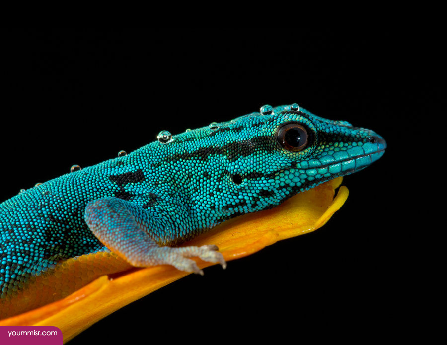 Blue iguana lizards dinosaur in Germany 2015