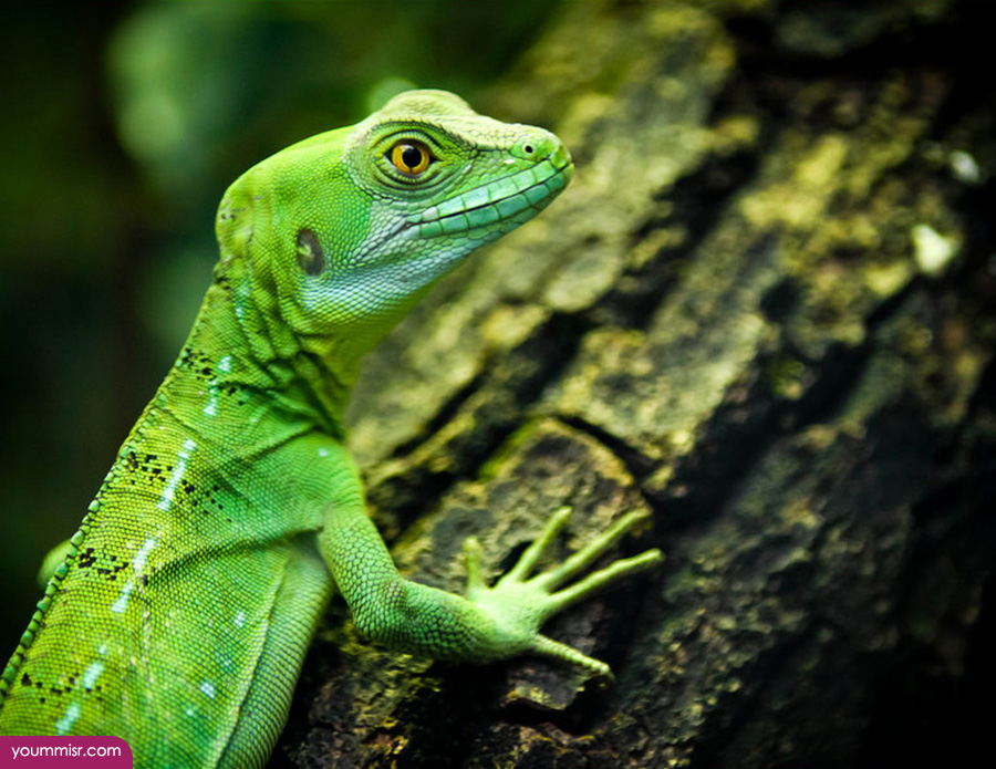 Blue iguana lizards dinosaur in Germany 2015