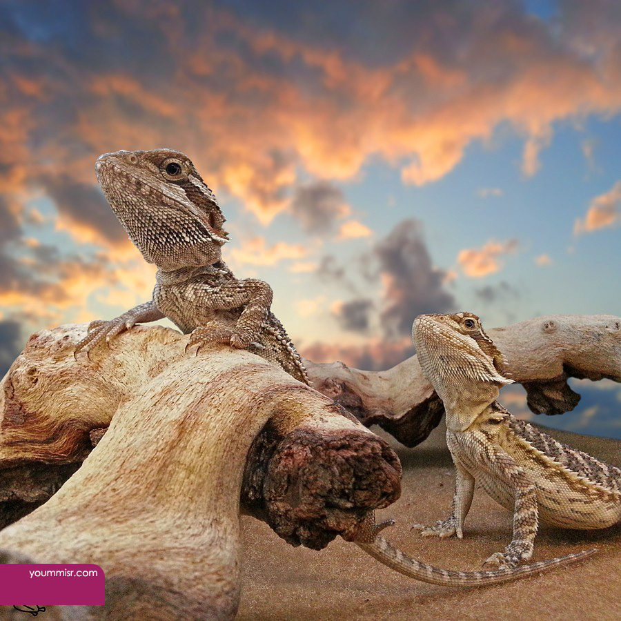 Blue iguana lizards dinosaur in Germany 2015
