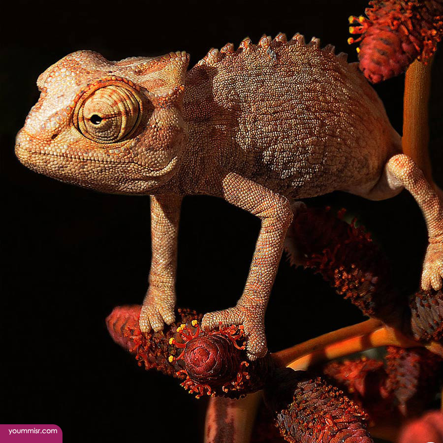 Blue iguana lizards dinosaur in Germany 2015