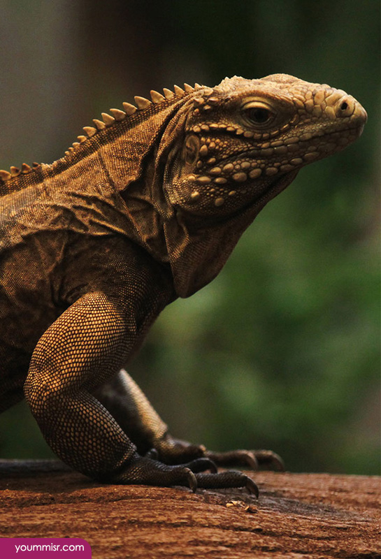 Blue iguana lizards dinosaur in Germany 2015