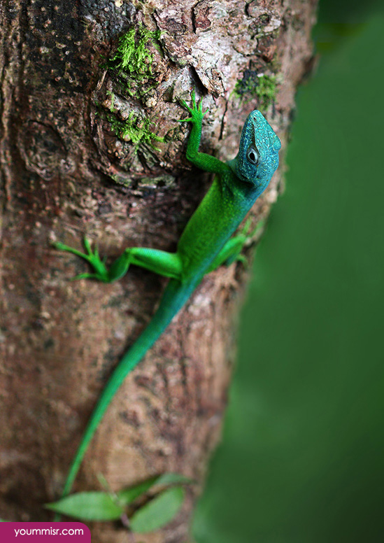 Blue iguana lizards dinosaur in Germany 2015