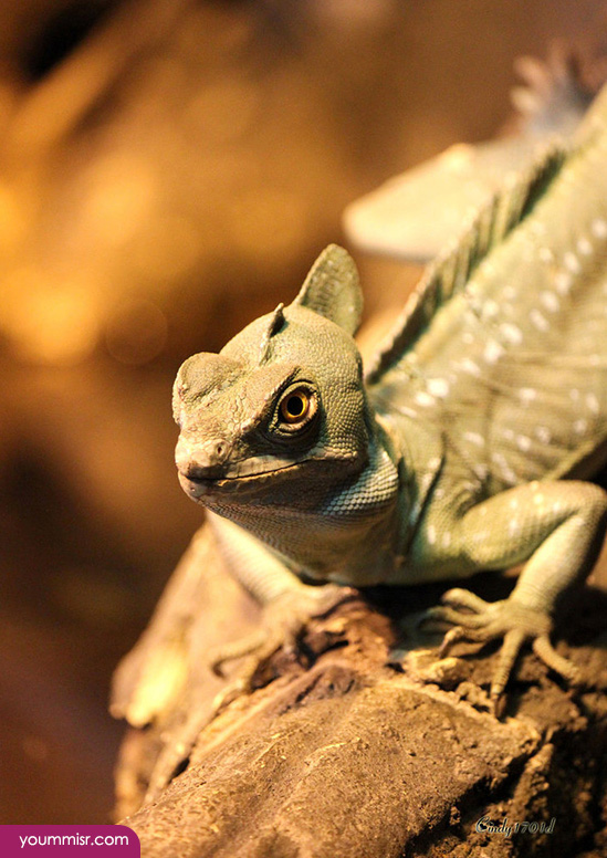 Blue iguana lizards dinosaur in Germany 2015