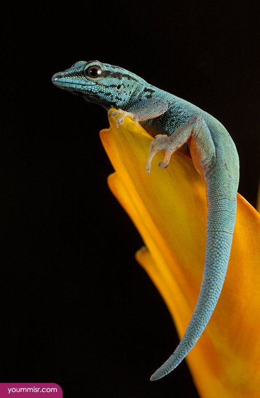 Blue iguana lizards dinosaur in Germany 2015