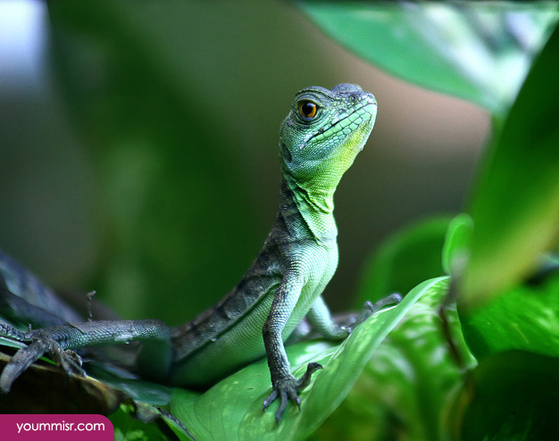 Blue iguana lizards dinosaur in Germany 2015