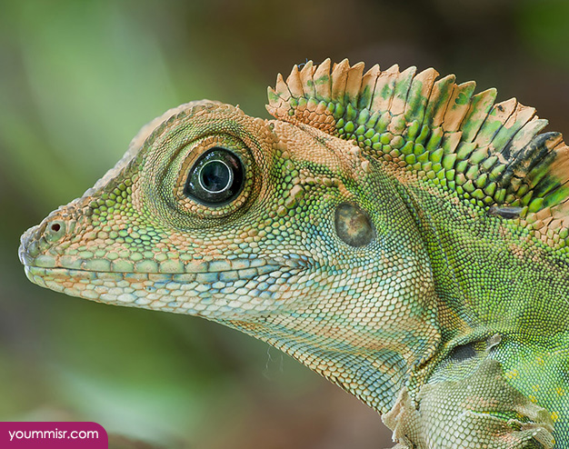 Blue iguana lizards dinosaur in Germany 2015