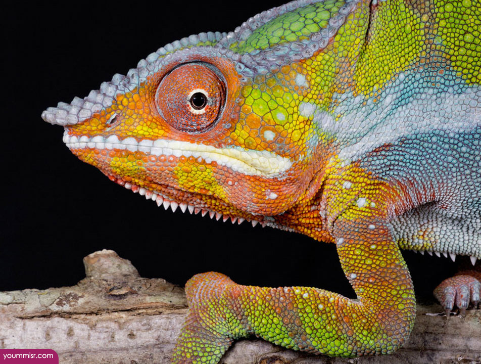 Blue iguana lizards dinosaur in Germany 2015