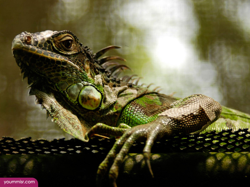 Blue iguana lizards dinosaur in Germany 2015