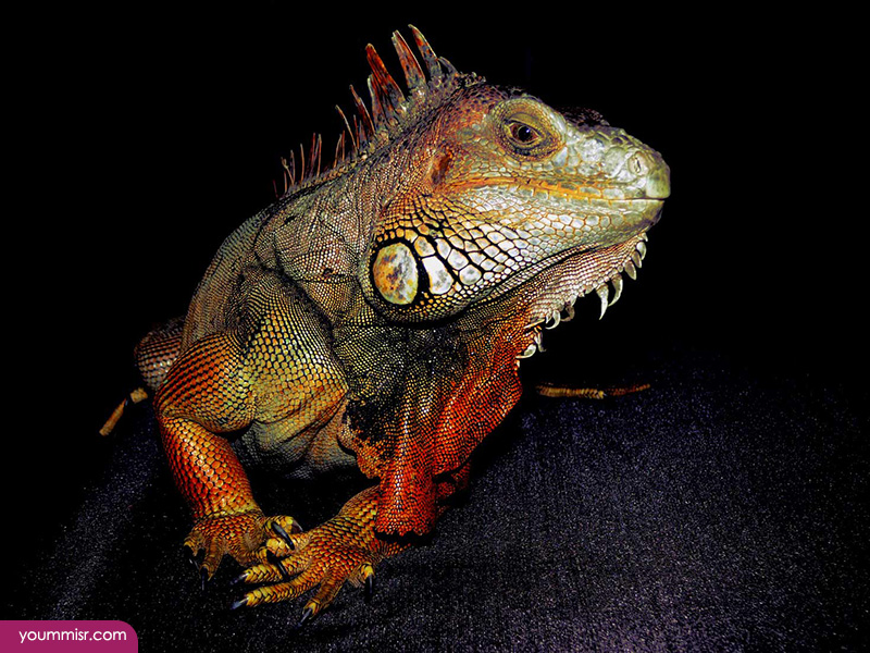 Blue iguana lizards dinosaur in Germany 2015