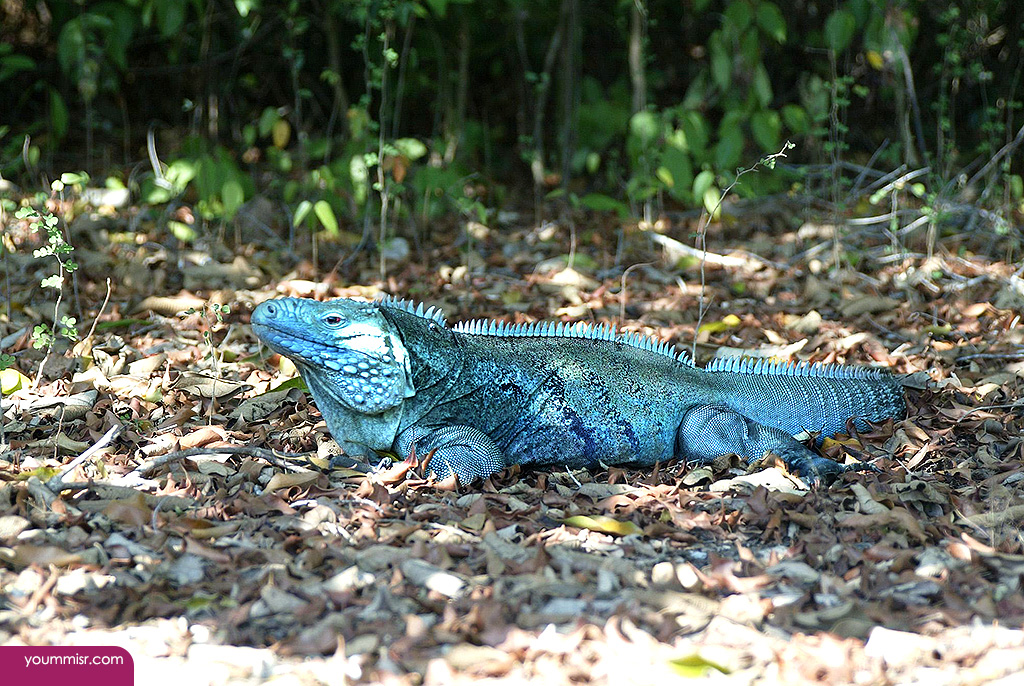 Blue iguana lizards dinosaur in Germany 2015