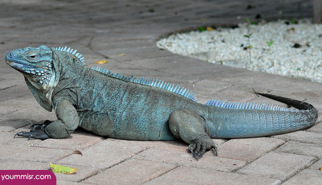 Blue iguana lizards dinosaur in Germany 2015