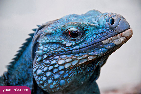Blue iguana lizards dinosaur in Germany 2015
