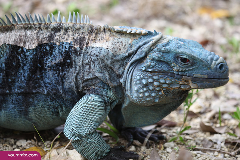 Blue iguana lizards dinosaur in Germany 2015
