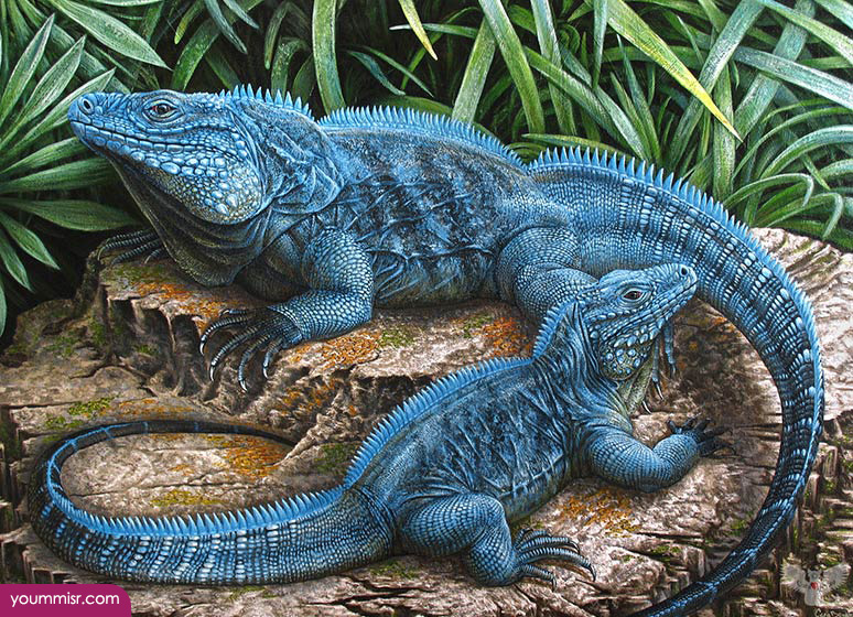 Blue iguana lizards dinosaur in Germany 2015