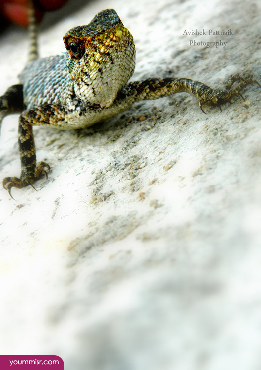 Blue iguana lizards dinosaur in Germany 2015