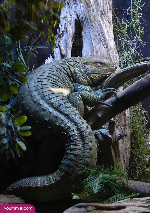 Blue iguana lizards dinosaur in Germany 2015