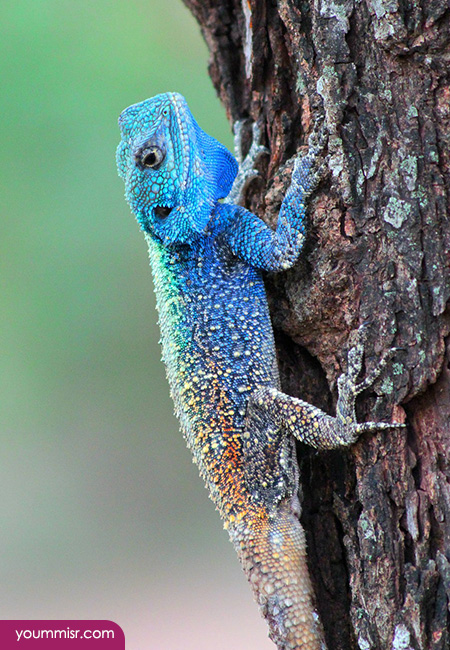 Blue iguana lizards dinosaur in Germany 2015