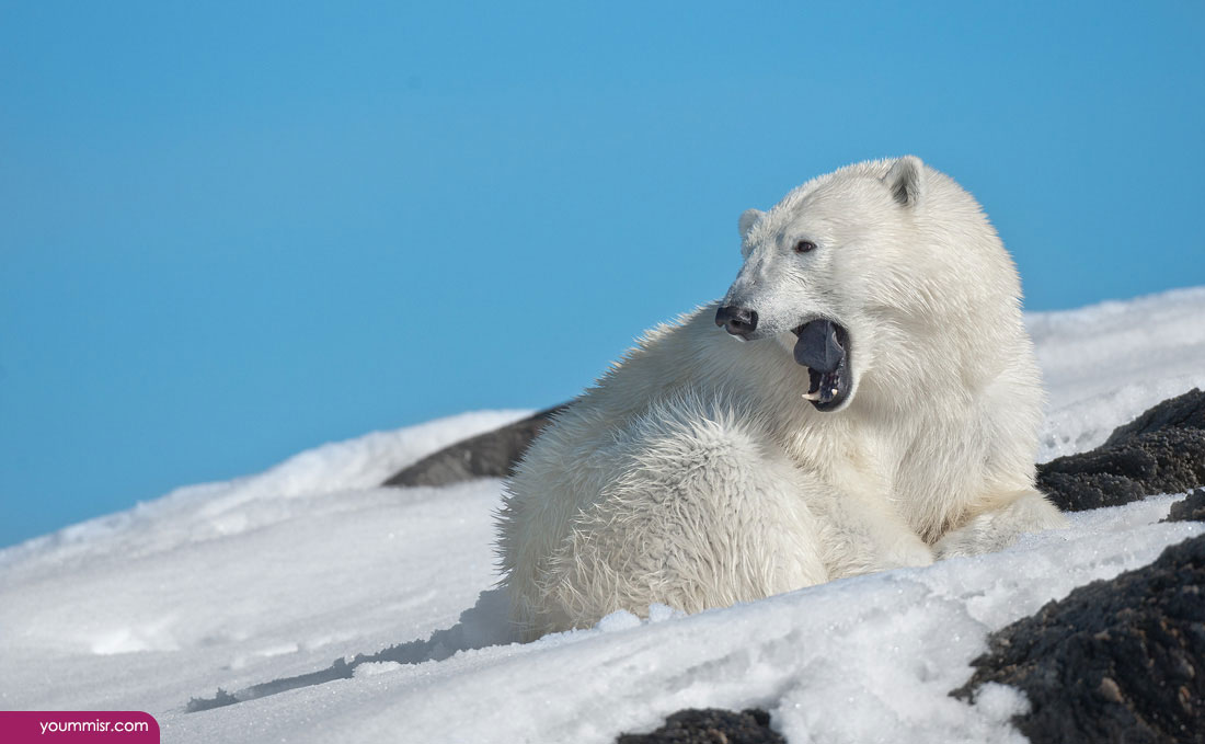 Cute white grizzly koala bears 2015 2016 Photos Antarctic