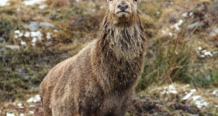 Deer pictures Dhabi facts 2016 Wildlife Jungle 2015