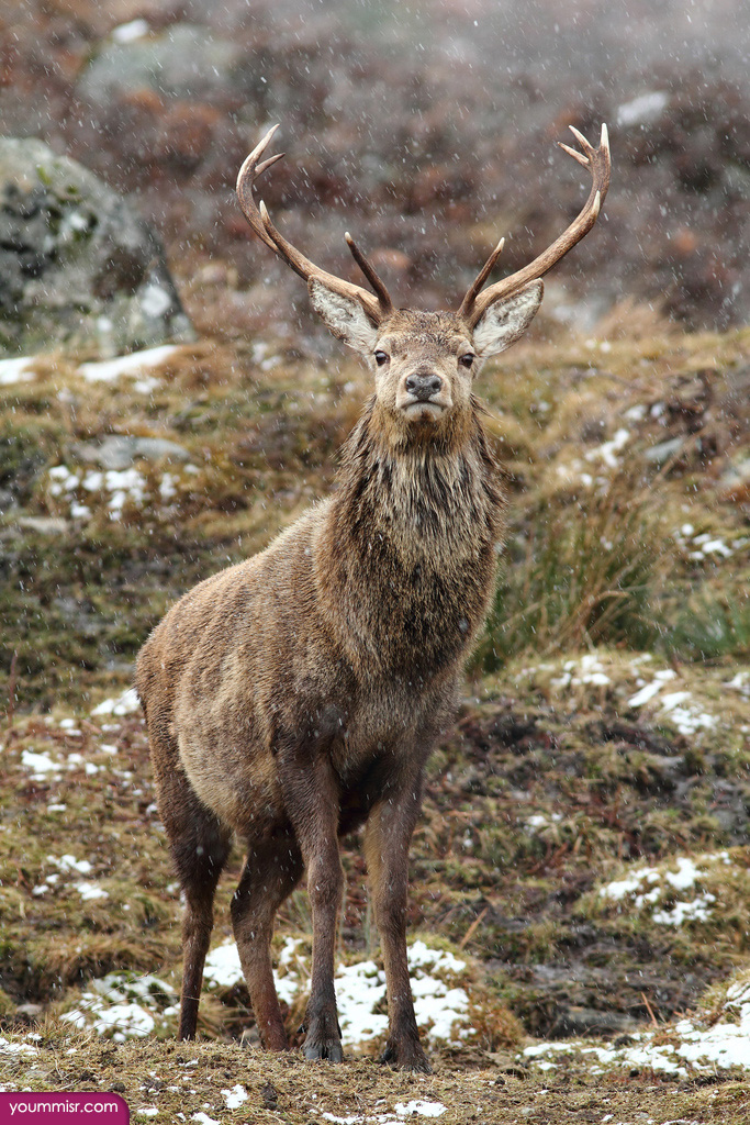 Deer pictures Dhabi facts 2016 Wildlife Jungle 2015