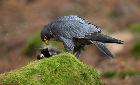 Ferruginous golden eagles 2016 Swainson’s Caracara