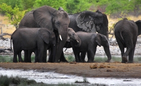 Fun facts about elephants 2016 Wildlife backgrounds