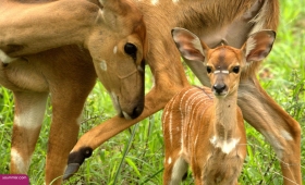 Funny deer pictures Dhabi facts 2016 animals Wildlife