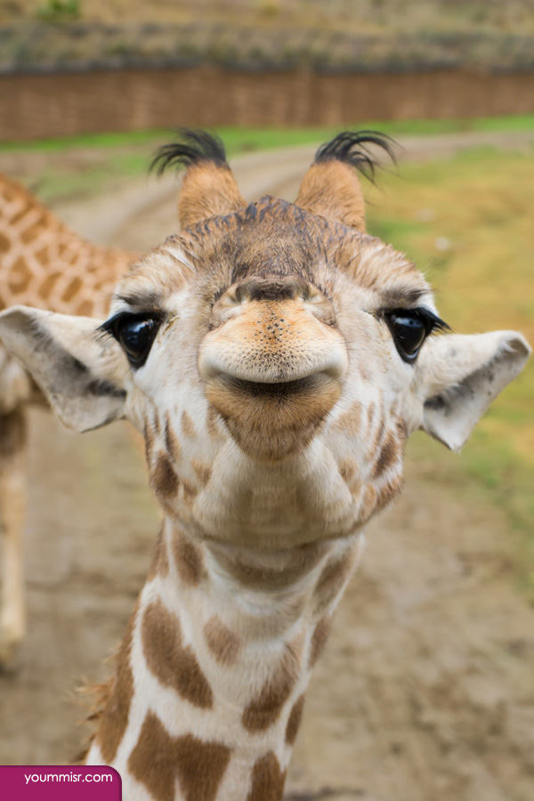 Giraffe pictures facts for kid’s zoo animals 2015 wallpaper