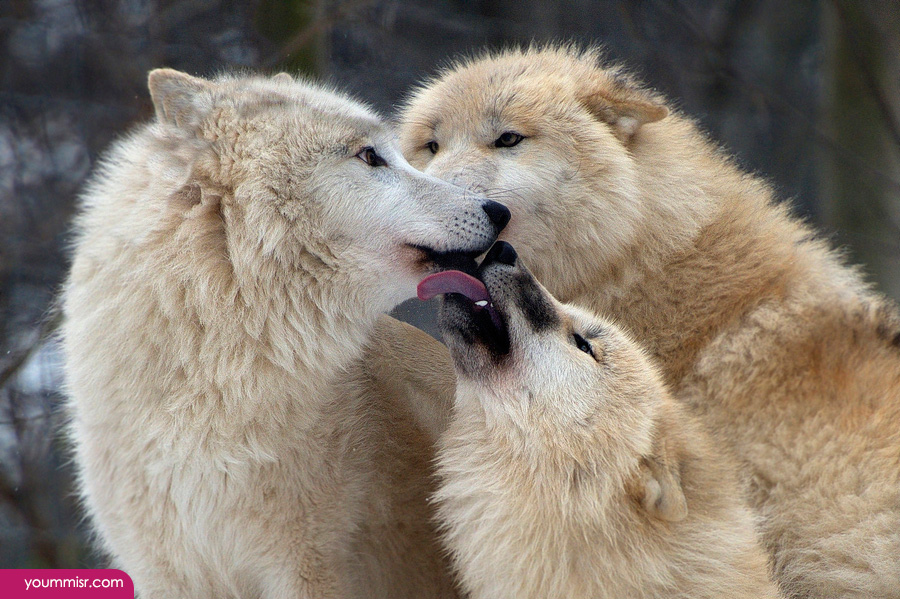 Information grey wolves howling 2015 Life wallpaper