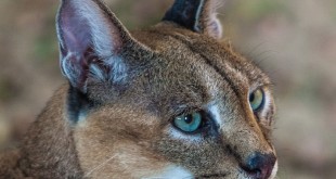 Maine coon cat types pictures 2015 Bengal cats 2016