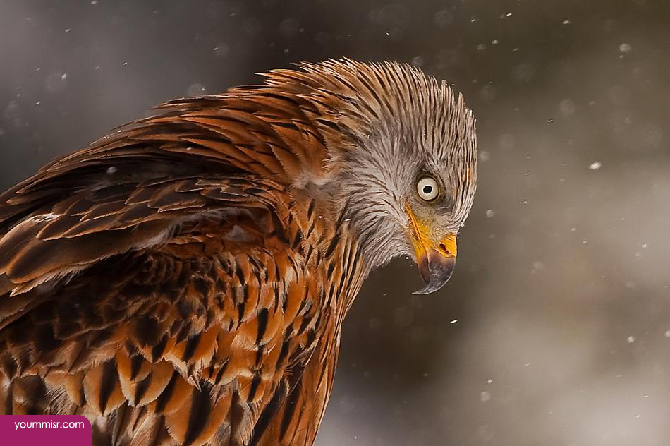 Photos AmPhotos America eagle 2015 Turkey Vulture Osprey erica eagle 2015 Turkey Vulture Osprey