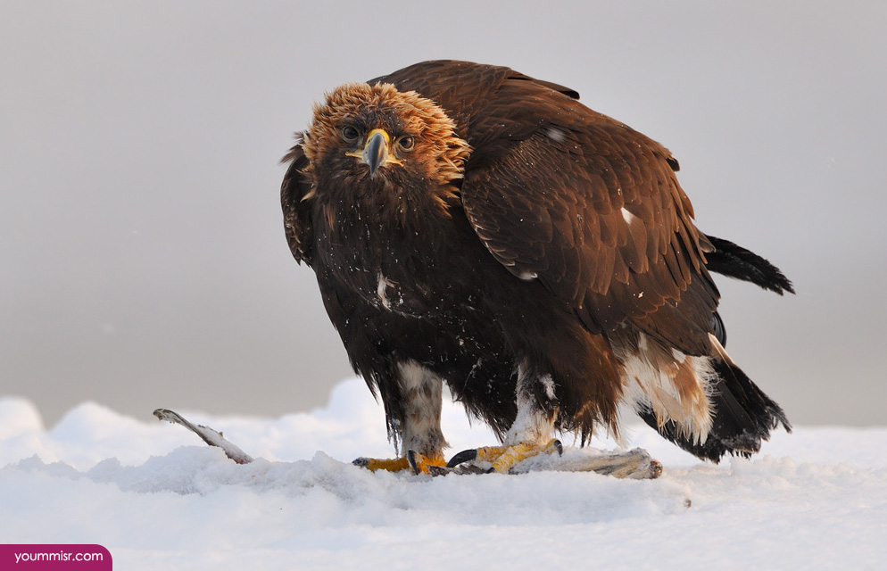 Photos AmPhotos America eagle 2015 Turkey Vulture Osprey erica eagle 2015 Turkey Vulture Osprey