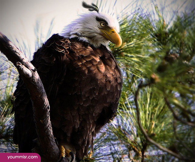 Photos Bald Golden Eagle facts for kids 2015 Snail Kite